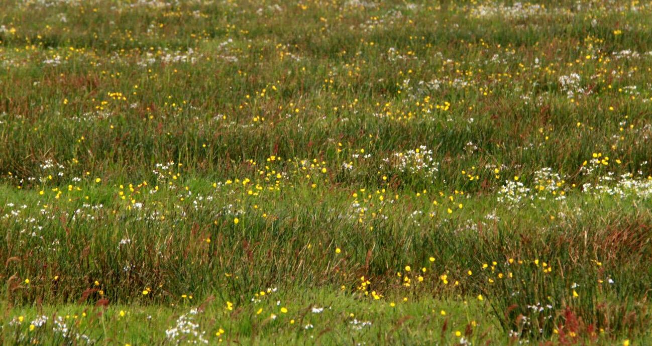 Bloemrijkgrasland